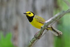 Hooded Warbler